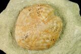 Sea Urchin (Lovenia) Fossil on Sandstone - Beaumaris, Australia #144391-1